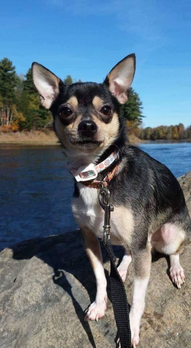 Tia, a Chihuahua and Pomeranian mix tested with EmbarkVet.com