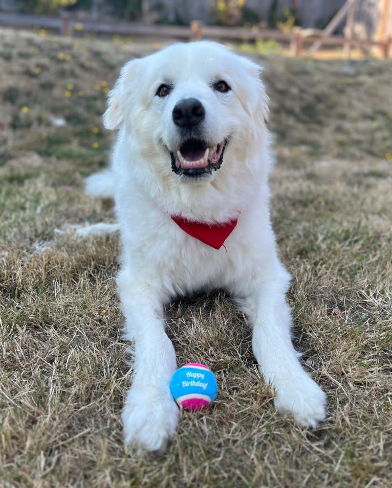 Haku, a Great Pyrenees tested with EmbarkVet.com