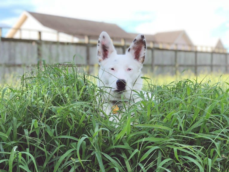 Finn, an Australian Cattle Dog and Australian Shepherd mix tested with EmbarkVet.com