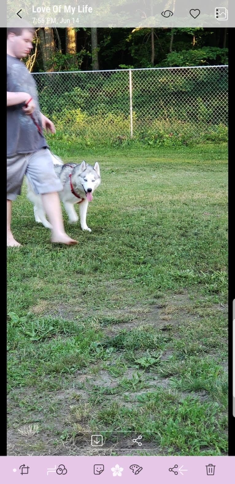 Eeko, a Siberian Husky tested with EmbarkVet.com