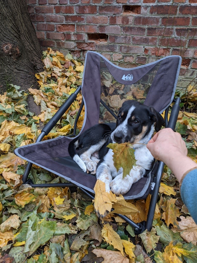 Crick, a Border Collie and Bluetick Coonhound mix tested with EmbarkVet.com