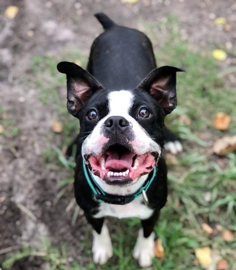 Beans, a Boston Terrier and Pug mix tested with EmbarkVet.com