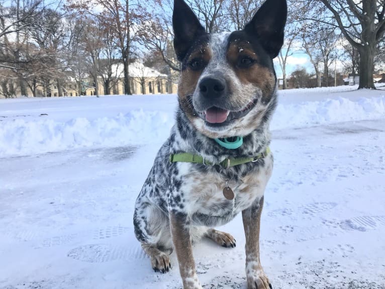 April, an Australian Cattle Dog and Border Collie mix tested with EmbarkVet.com