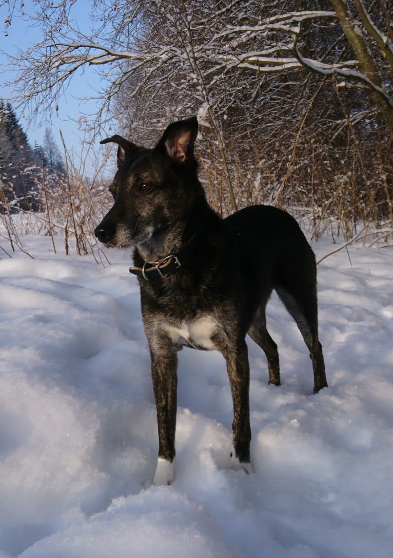 Olia, an European Village Dog tested with EmbarkVet.com