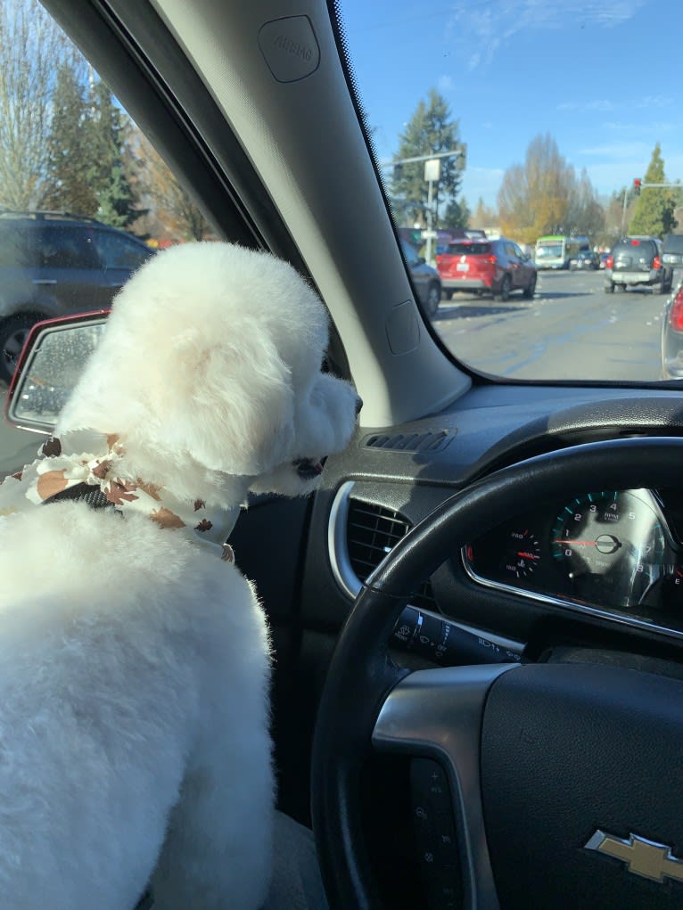 Oz, a Bichon Frise tested with EmbarkVet.com