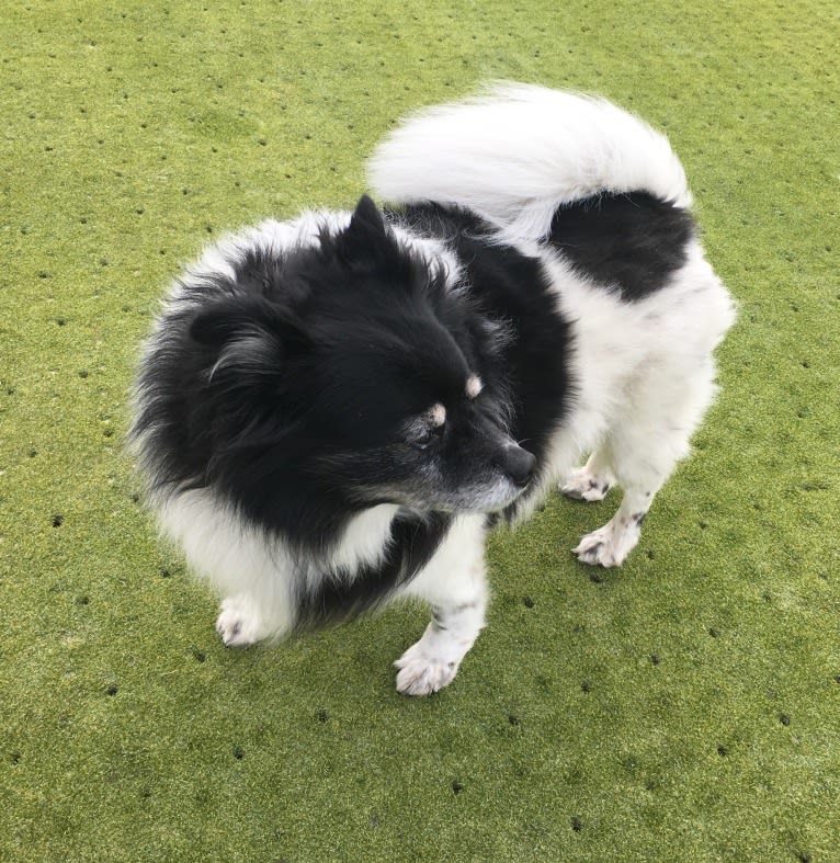 Piper, an American Eskimo Dog and Pomeranian mix tested with EmbarkVet.com