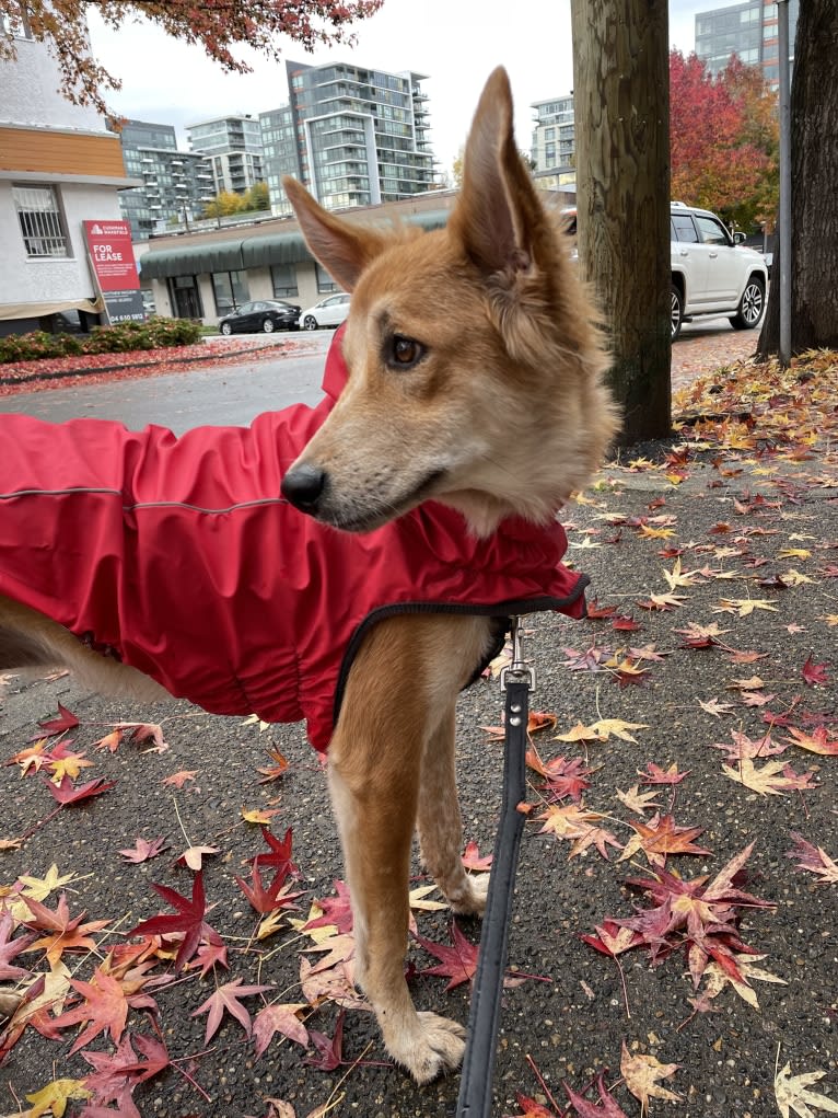 Cooper, a South Asian Village Dog tested with EmbarkVet.com