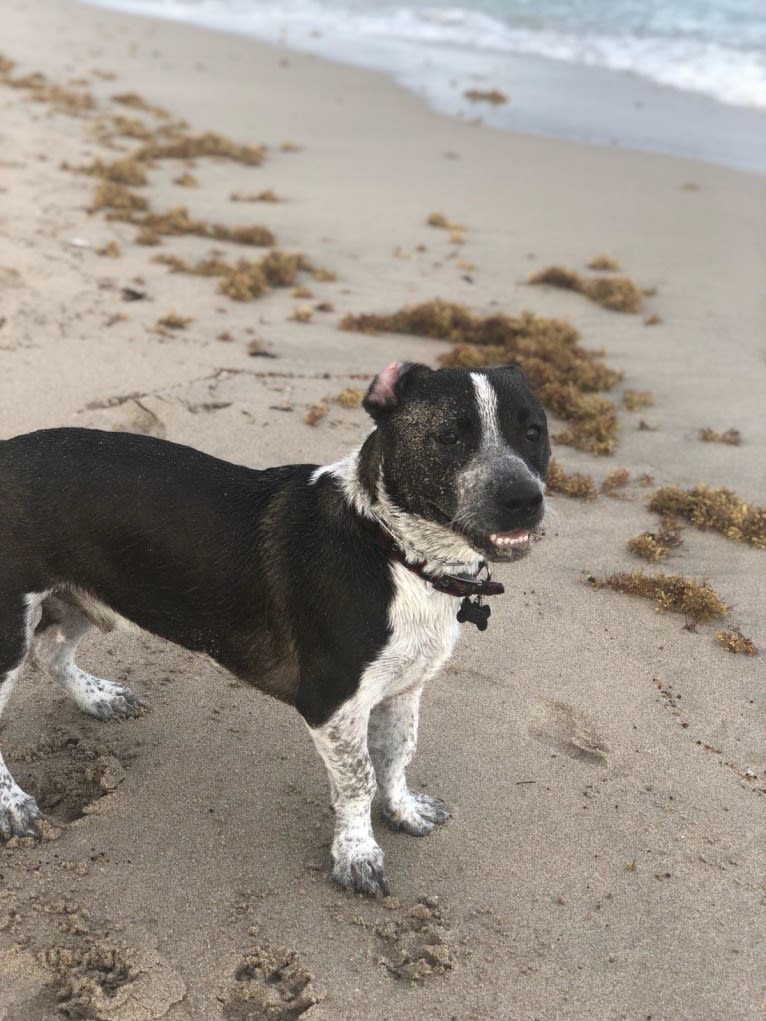 Carson, an American Bully and Australian Cattle Dog mix tested with EmbarkVet.com