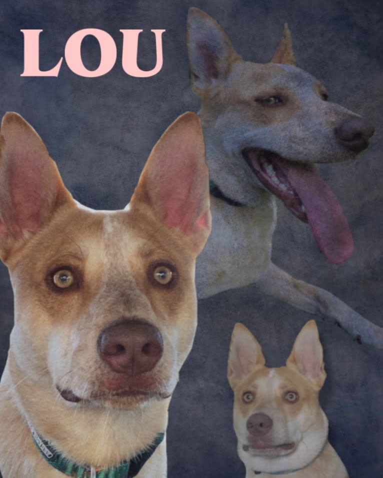 Lou, an Australian Cattle Dog and Australian Shepherd mix tested with EmbarkVet.com