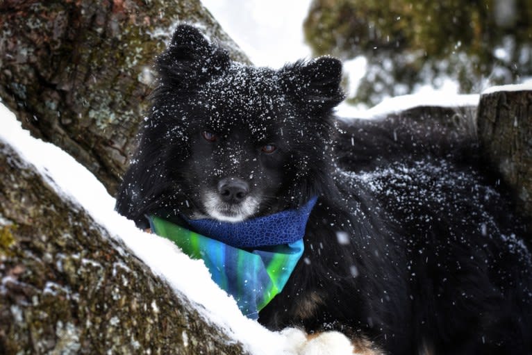 Jötunn, an Icelandic Sheepdog tested with EmbarkVet.com