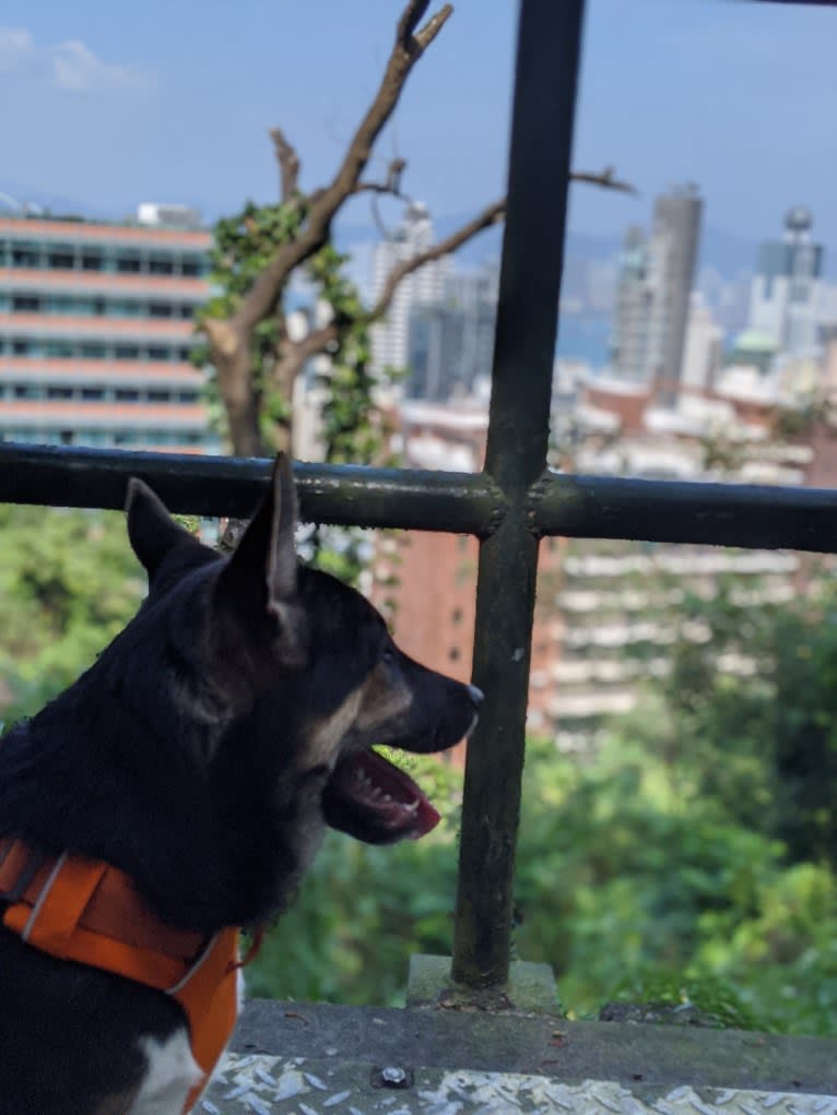 Cooper, a Hong Kong Village Dog tested with EmbarkVet.com