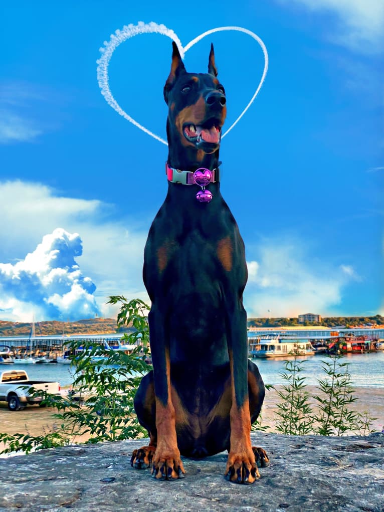 Lexie, a Doberman Pinscher tested with EmbarkVet.com