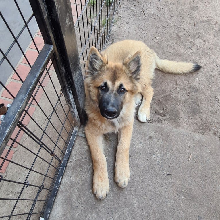 Tinos, a German Shepherd Dog and Alaskan Malamute mix tested with EmbarkVet.com