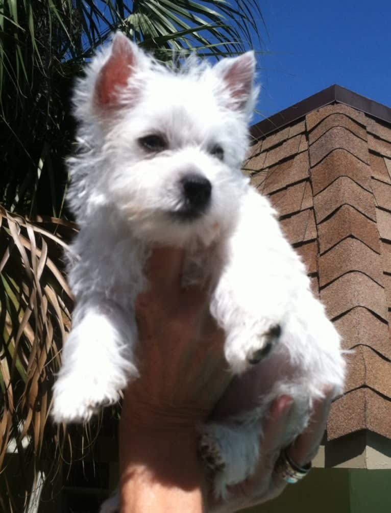 Maisie, a West Highland White Terrier tested with EmbarkVet.com