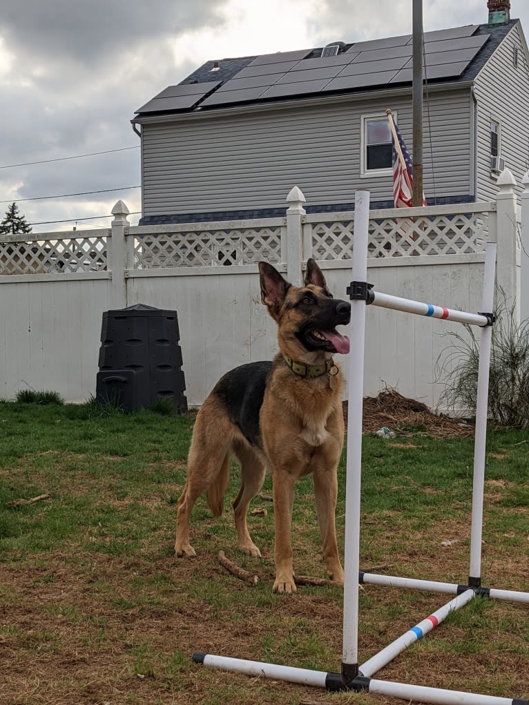 Lyra, a German Shepherd Dog tested with EmbarkVet.com