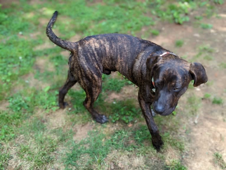 Himbo Homunculus, a Bluetick Coonhound and American Bulldog mix tested with EmbarkVet.com