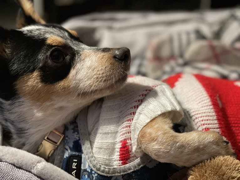 Pepper, a Chihuahua and Australian Cattle Dog mix tested with EmbarkVet.com