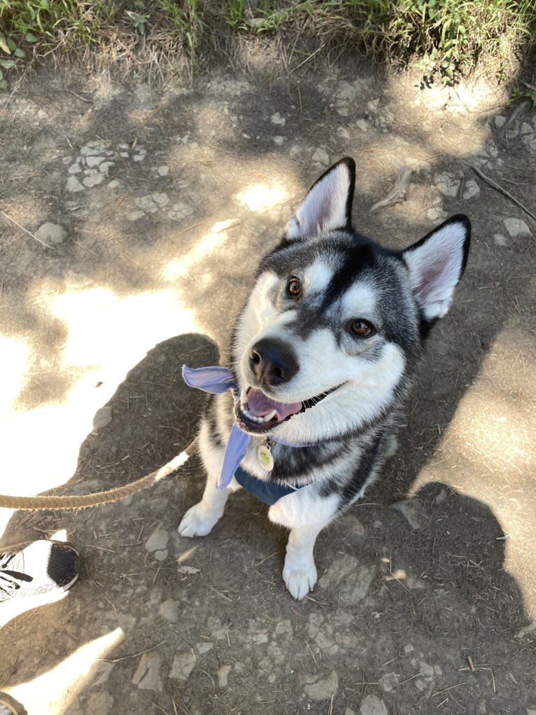 Reggie, a Siberian Husky and Alaskan Malamute mix tested with EmbarkVet.com