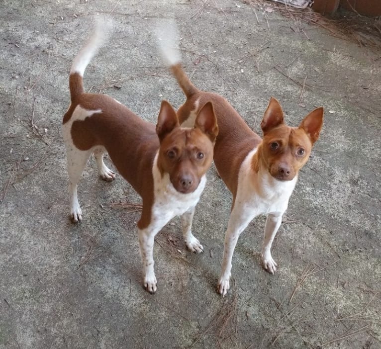 Topi, a Rat Terrier and Chihuahua mix tested with EmbarkVet.com