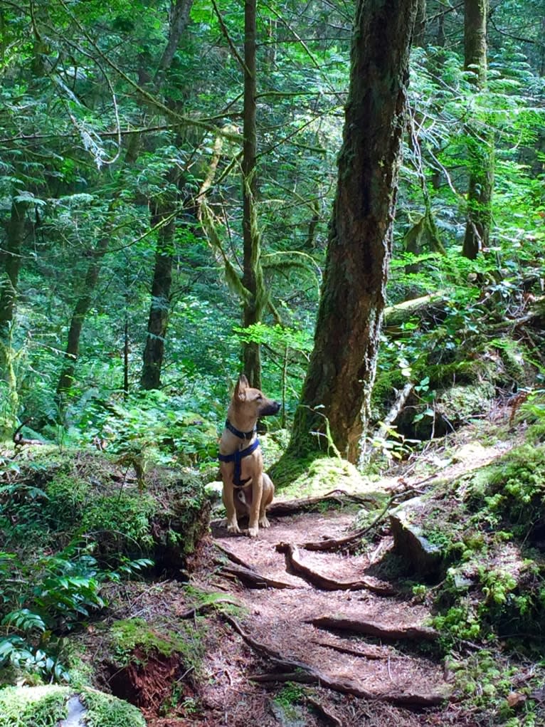 Oliver, a Formosan Mountain Dog tested with EmbarkVet.com