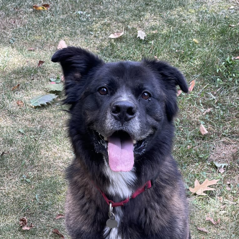 Samson, an American Pit Bull Terrier and German Shepherd Dog mix tested with EmbarkVet.com