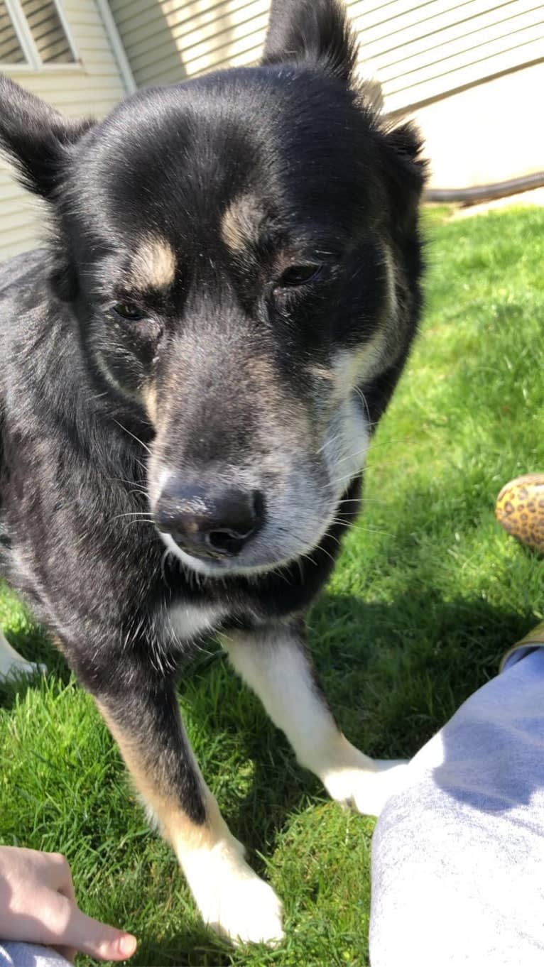 Addy, a Siberian Husky and German Shepherd Dog mix tested with EmbarkVet.com