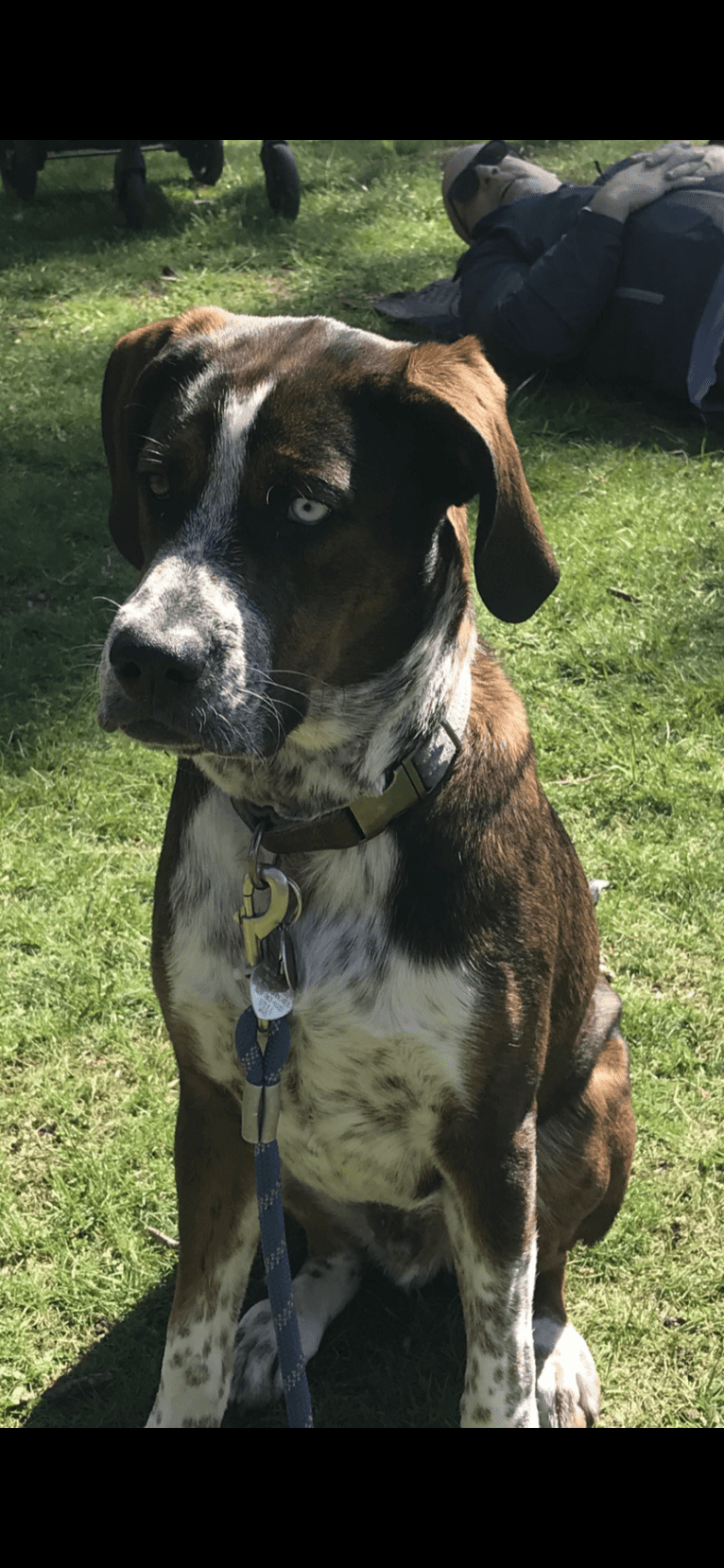 Rudy, a Bluetick Coonhound and American Pit Bull Terrier mix tested with EmbarkVet.com