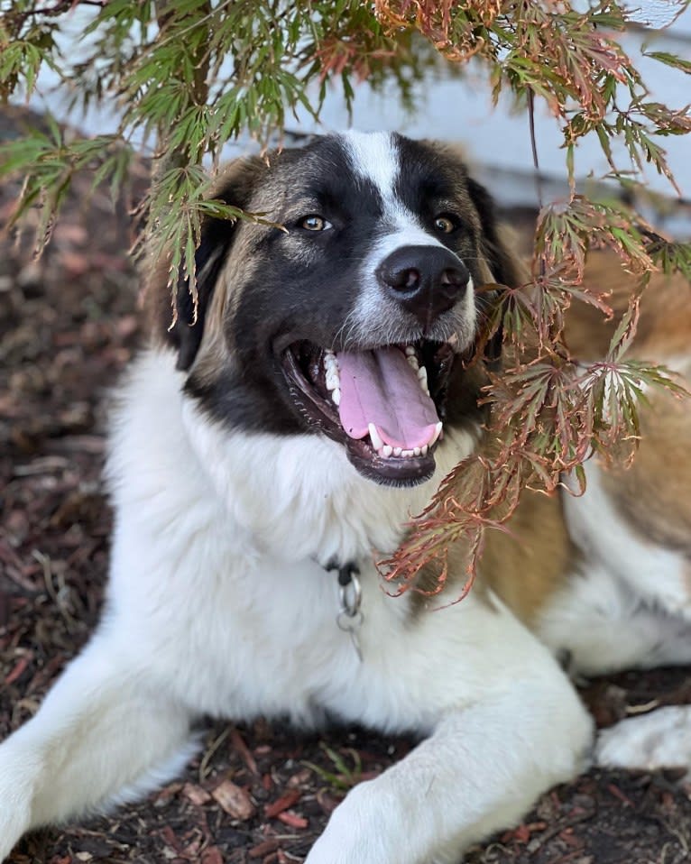 Clyde, an Anatolian Shepherd Dog and Great Pyrenees mix tested with EmbarkVet.com