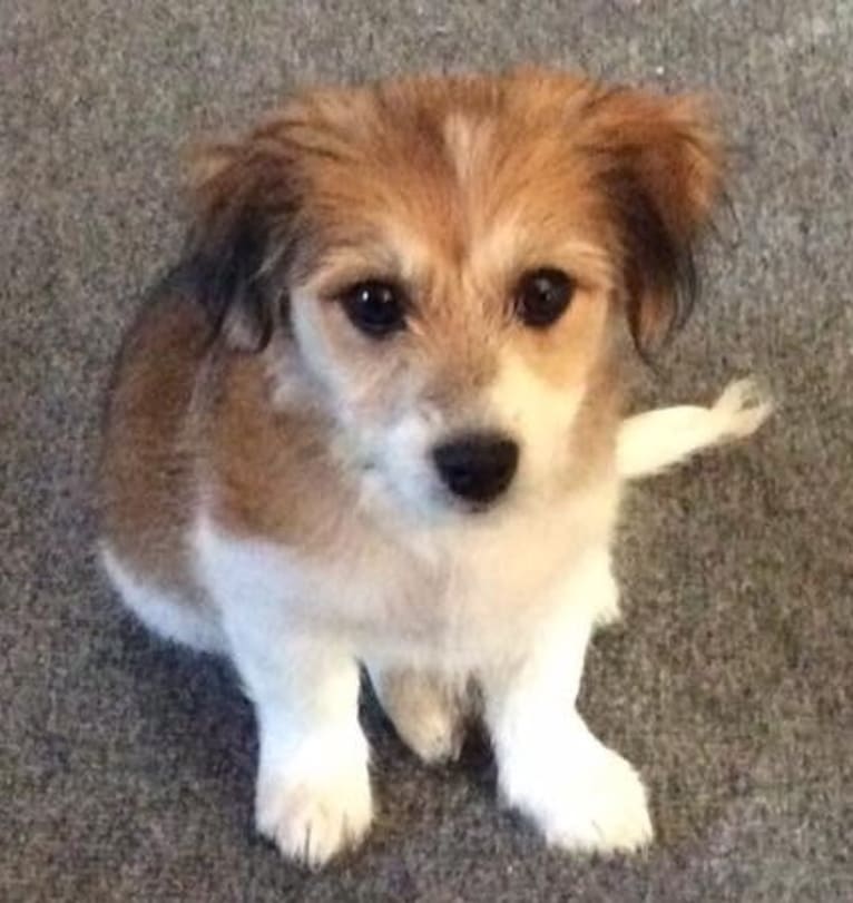 Winham’s Cowboy Cody of Cowgirl Cotons, a Coton de Tulear tested with EmbarkVet.com