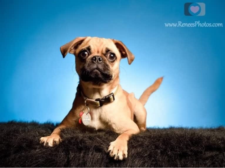 Seymour, a Pug and Beagle mix tested with EmbarkVet.com