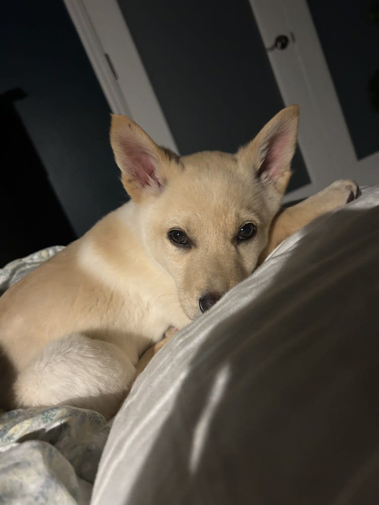 Junie B. Jones, a German Shepherd Dog and Australian Cattle Dog mix tested with EmbarkVet.com