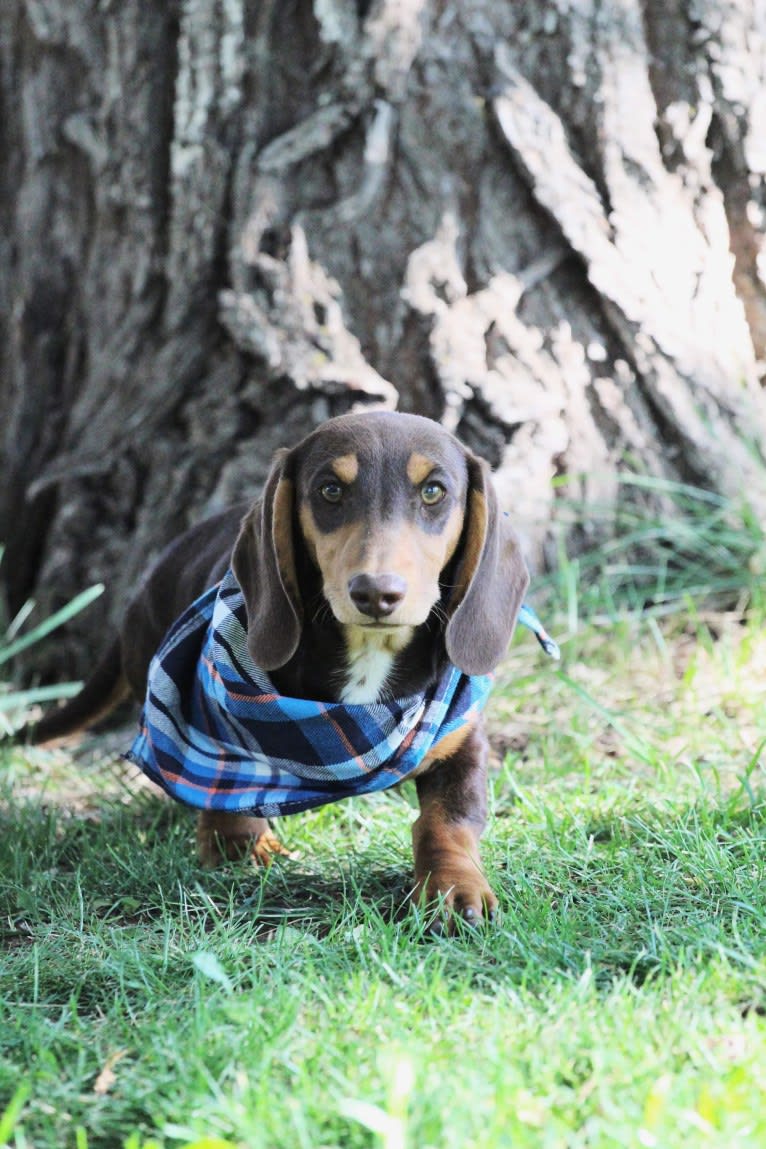 Tails, a Dachshund tested with EmbarkVet.com