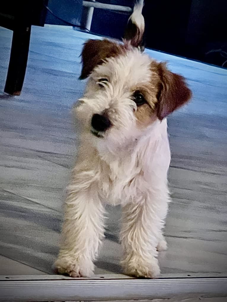 Snowball, a Russell-type Terrier tested with EmbarkVet.com