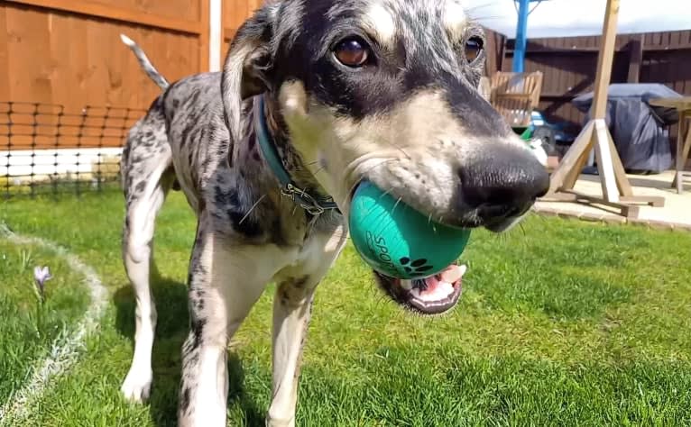 Arlo, a Greyhound and Saluki mix tested with EmbarkVet.com