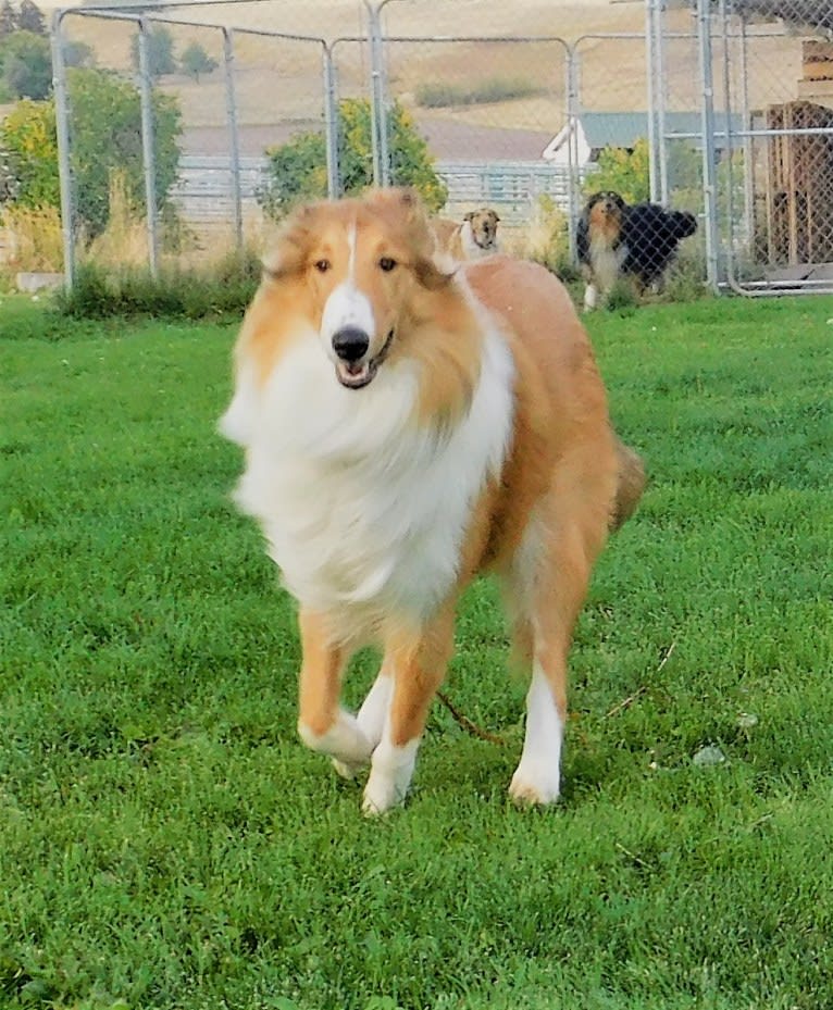 Pawsitively Paite, a Collie tested with EmbarkVet.com