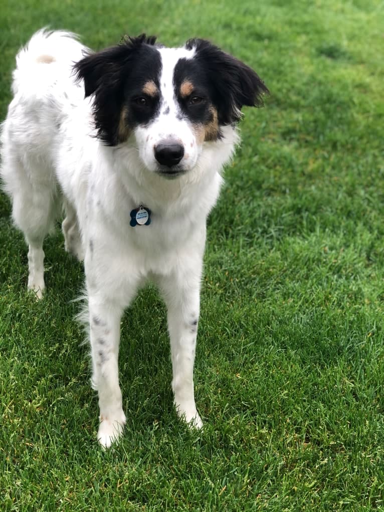 Max, a Collie and Labrador Retriever mix tested with EmbarkVet.com