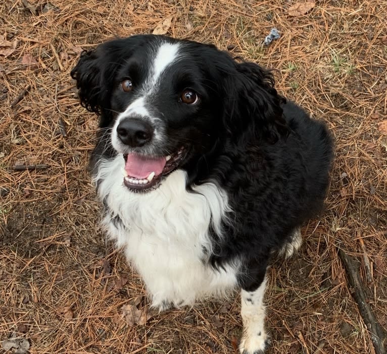 Pepé le Pew, a Miniature/MAS-type Australian Shepherd and English Springer Spaniel mix tested with EmbarkVet.com