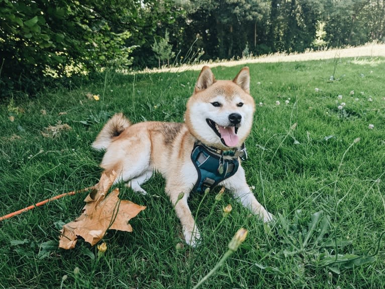 Kuma, a Shiba Inu tested with EmbarkVet.com