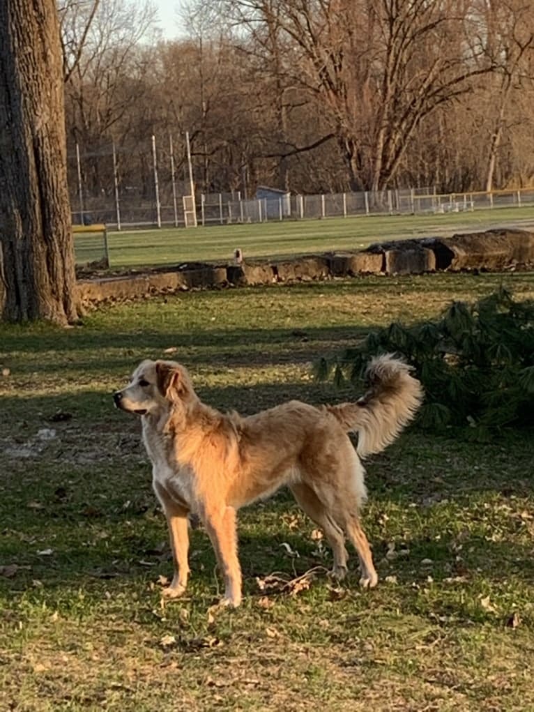 Jameson, a Labrador Retriever and Chow Chow mix tested with EmbarkVet.com