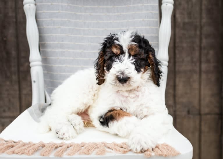 Utah, a Poodle (Standard) tested with EmbarkVet.com