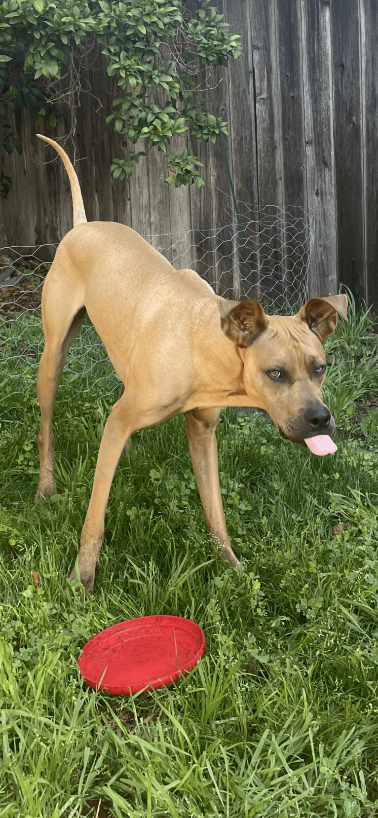 Wally, an American Pit Bull Terrier and German Shepherd Dog mix tested with EmbarkVet.com