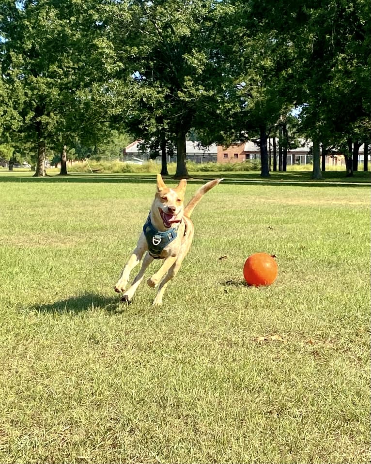 Lou, an Australian Cattle Dog and Australian Shepherd mix tested with EmbarkVet.com