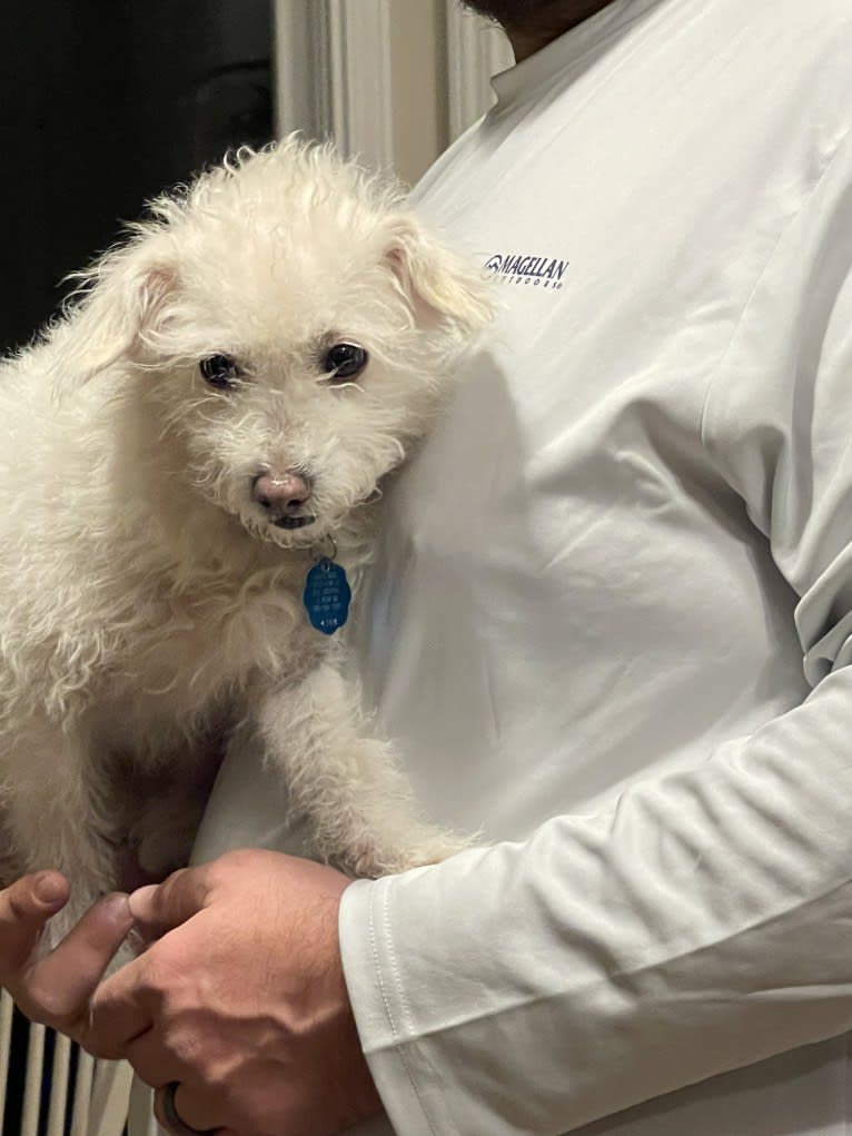 Bella, a Poodle (Small) and Chihuahua mix tested with EmbarkVet.com