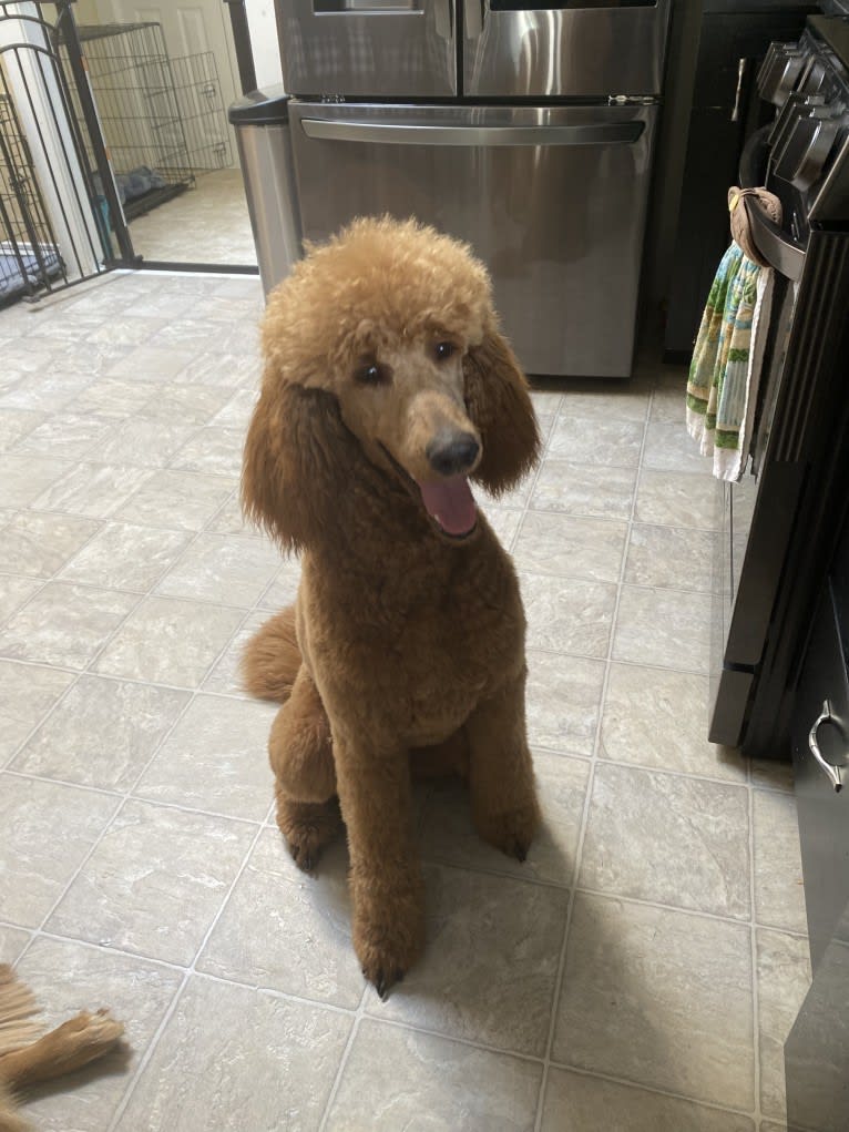 Maisy, a Poodle (Standard) tested with EmbarkVet.com