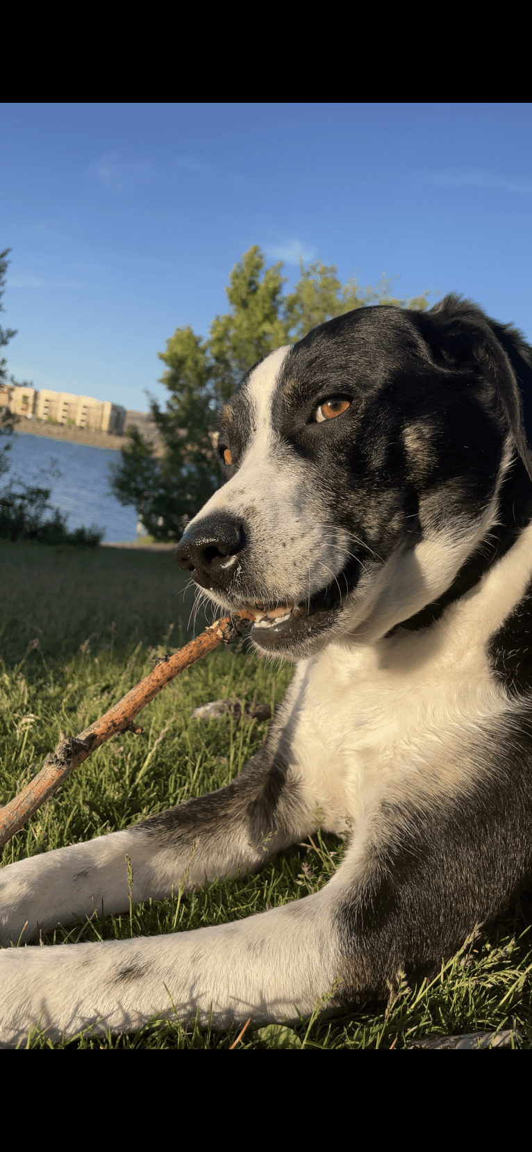 Rex, an American Pit Bull Terrier and Australian Cattle Dog mix tested with EmbarkVet.com