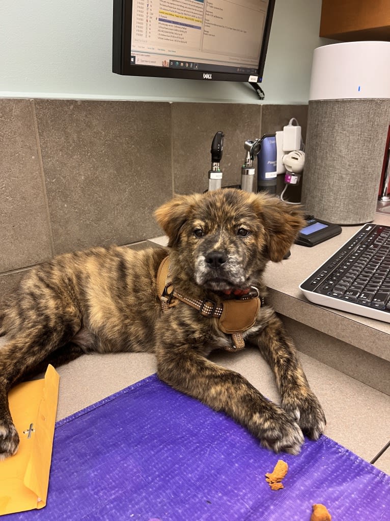 Rudder, a Labrador Retriever and Chow Chow mix tested with EmbarkVet.com