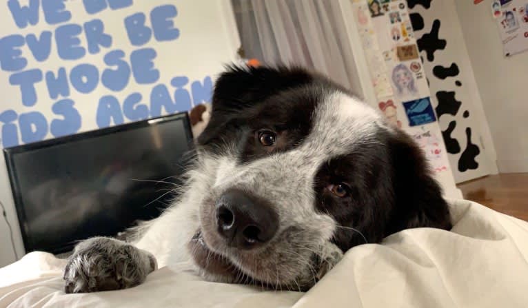 Frankie Ocean, a Great Pyrenees and Maremma Sheepdog mix tested with EmbarkVet.com