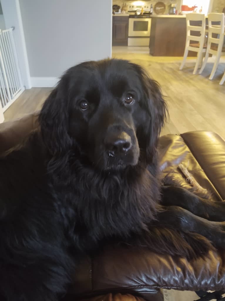 Molly, a Newfoundland tested with EmbarkVet.com