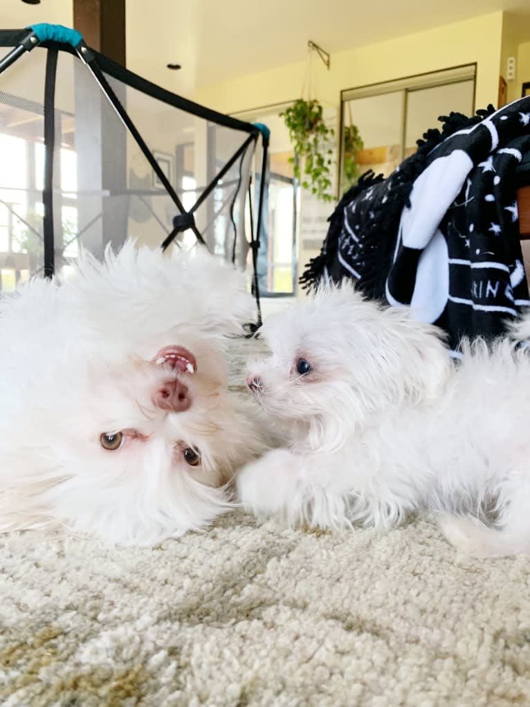 Caitlin Jr., a Havanese and Bichon Frise mix tested with EmbarkVet.com