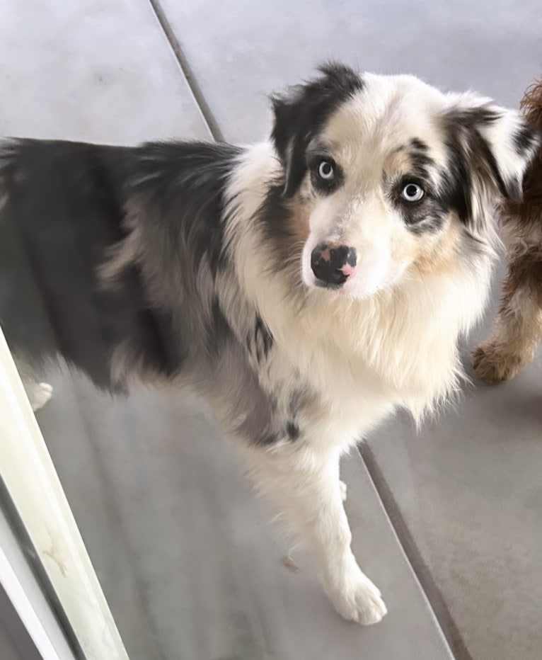 KUBO, an Australian Shepherd tested with EmbarkVet.com